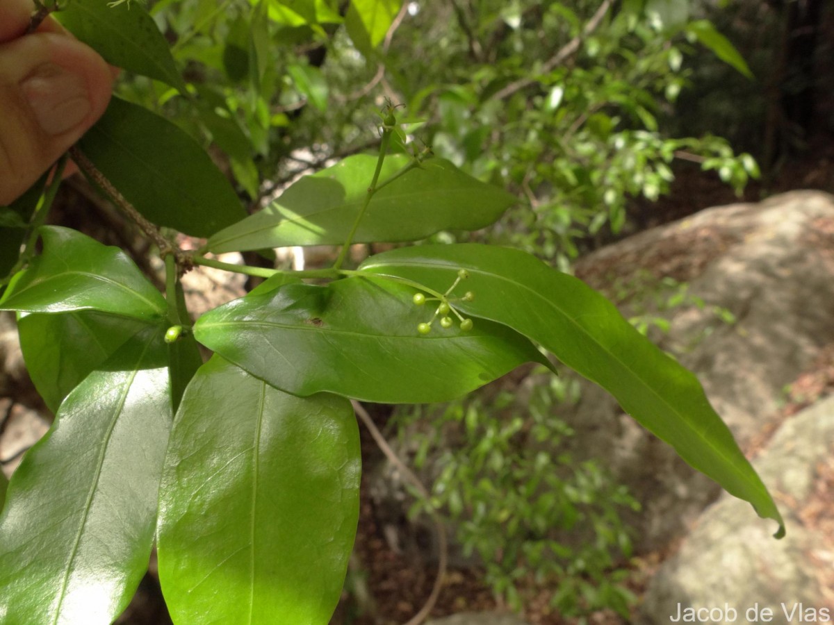 Blachia umbellata (Willd.) Baill.